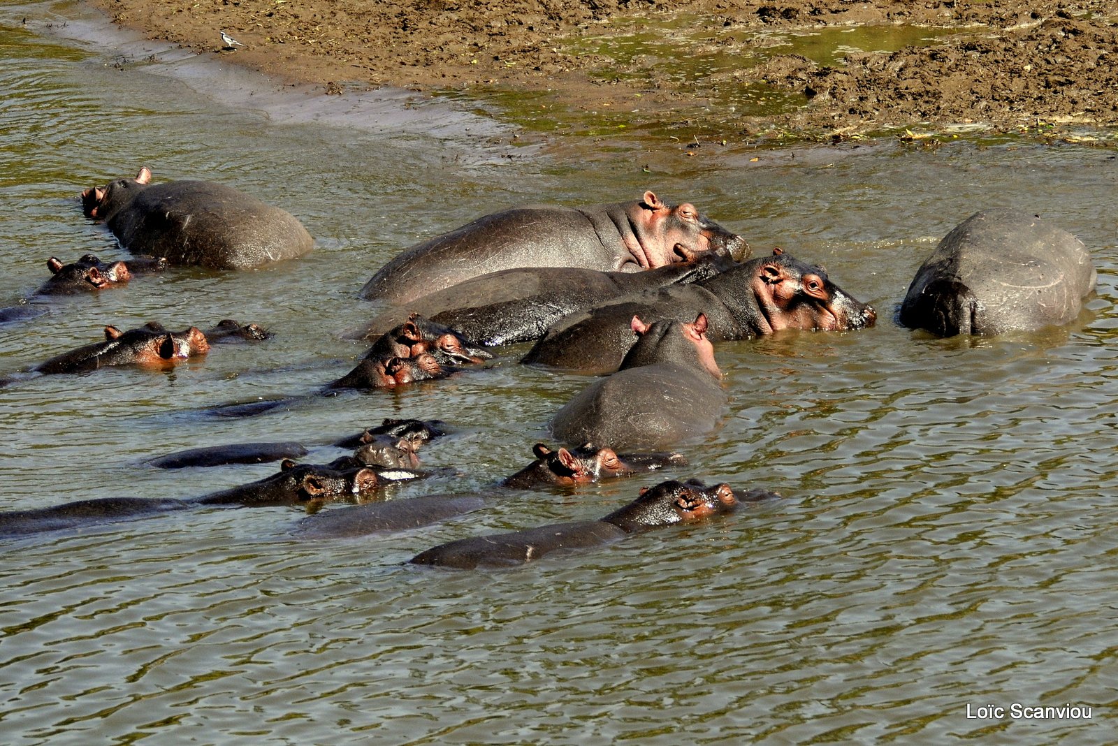 Hippopotame/Hippopotamus (11)
