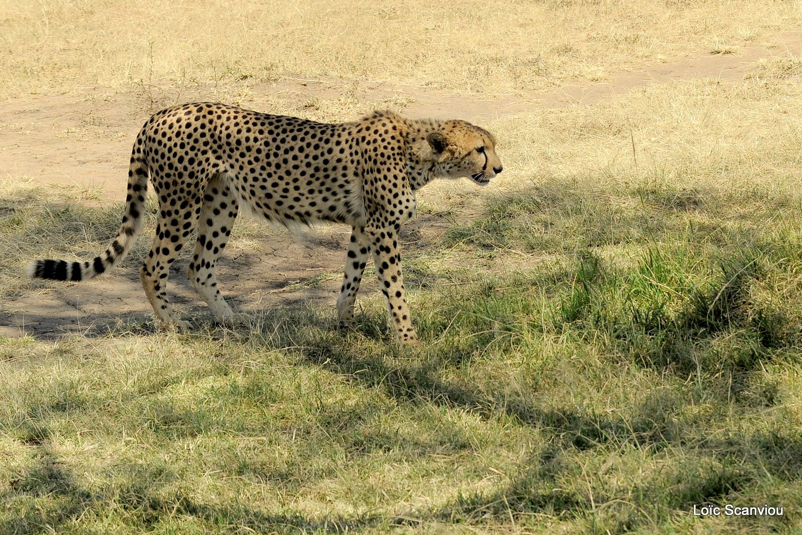 Guépard/Cheetah (8)