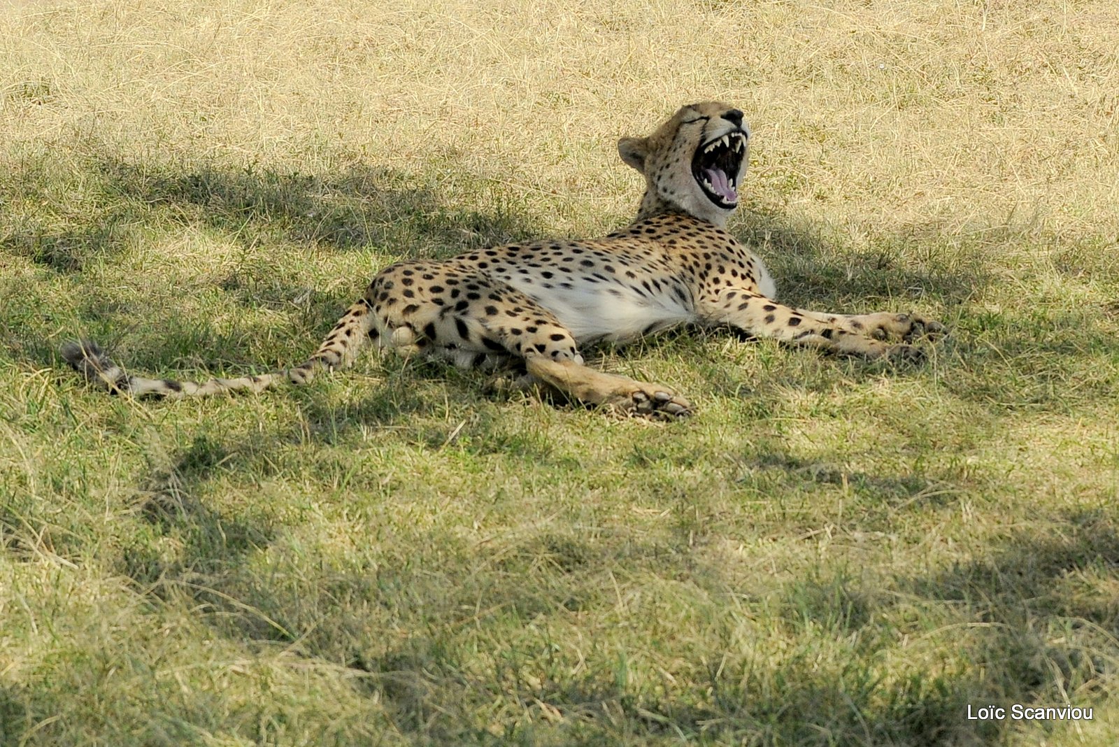 Guépard/Cheetah (9)
