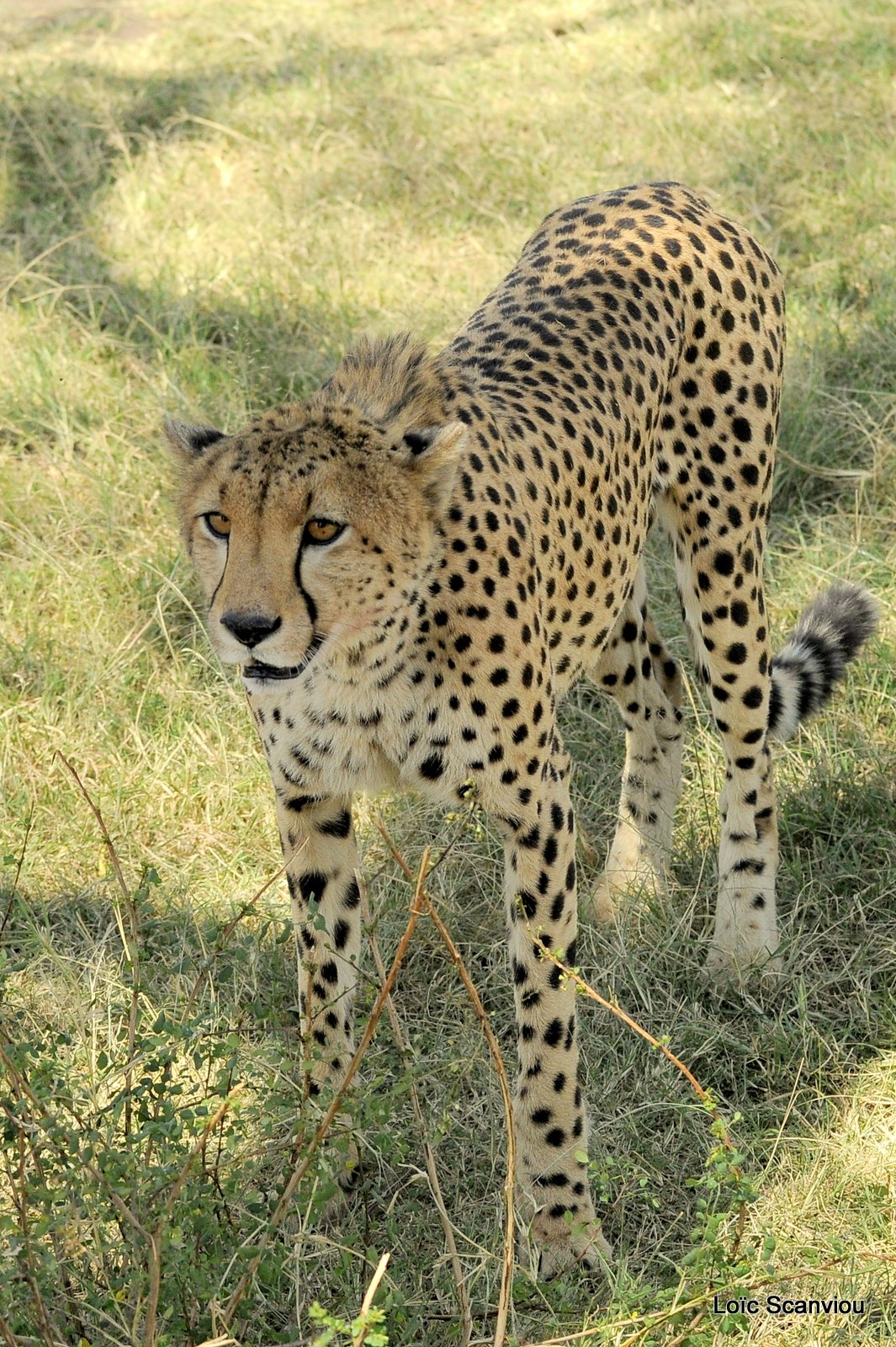 Guépard/Cheetah (10)