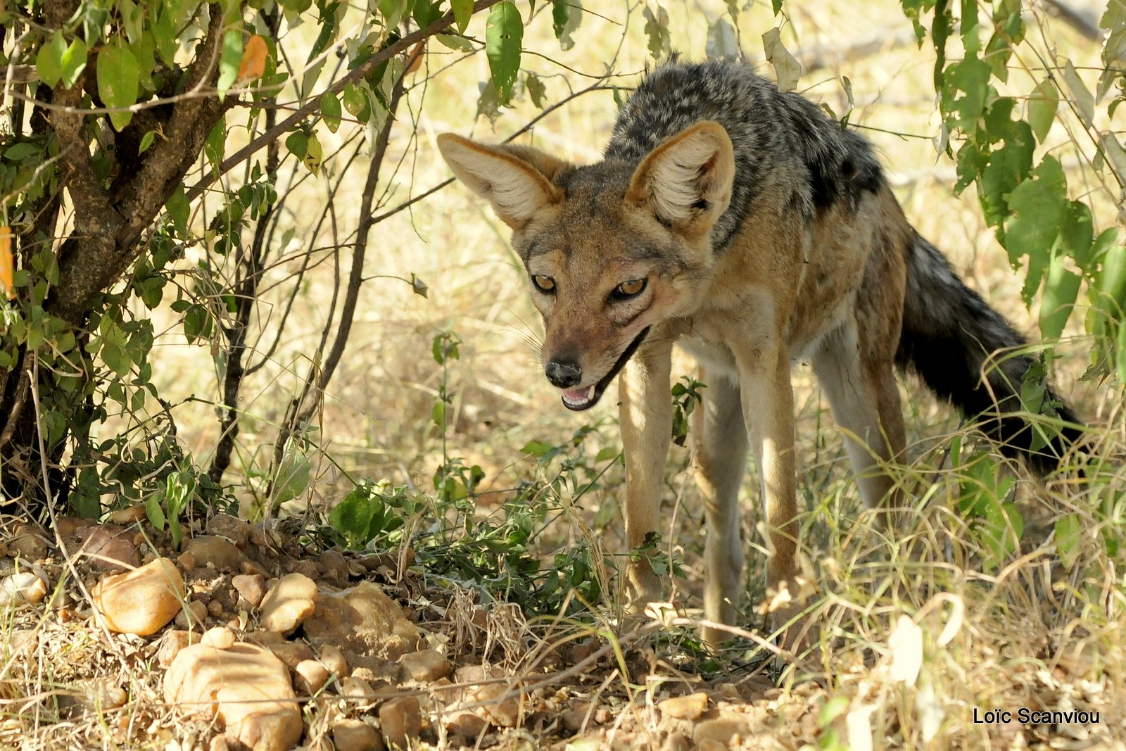 Chacal à chabraque/Black-backed Jackal (1)