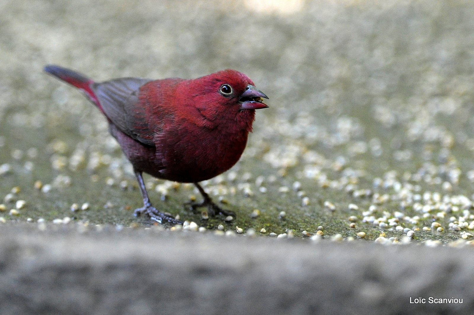 Amarante du Sénégal/Red-billed Firefinch (2)
