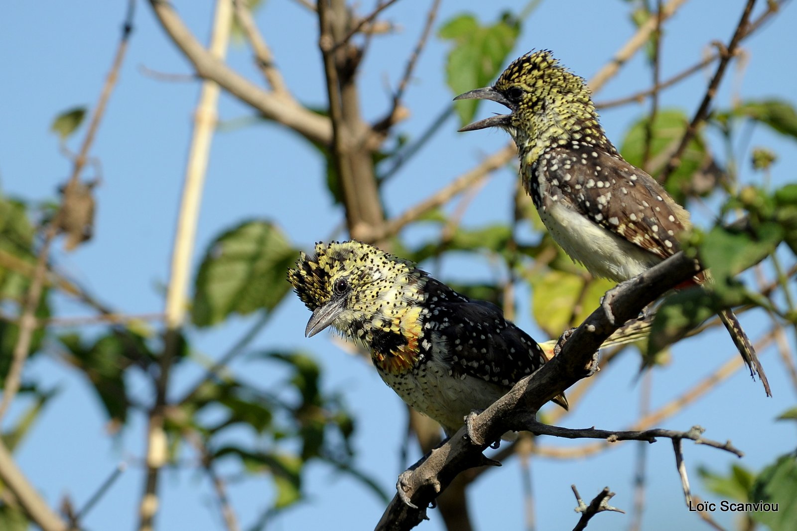Barbican d'Arnaud/D'Arnaud's Barbet (2)