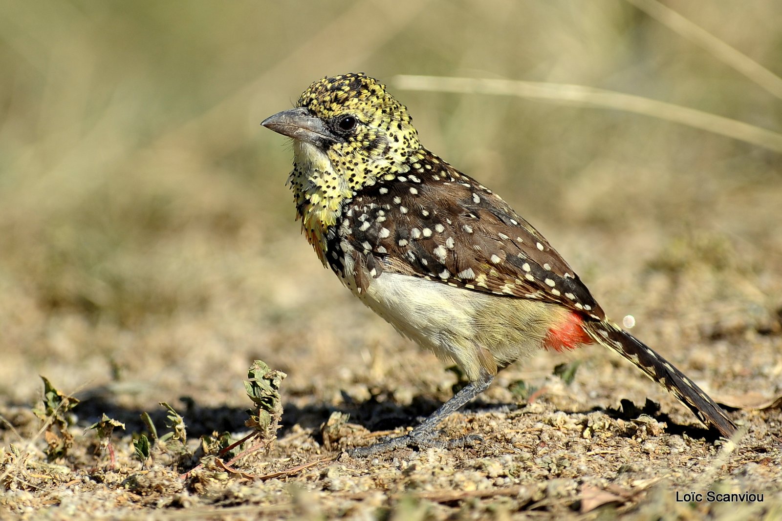 Barbican d'Arnaud/D'Arnaud's Barbet (3)