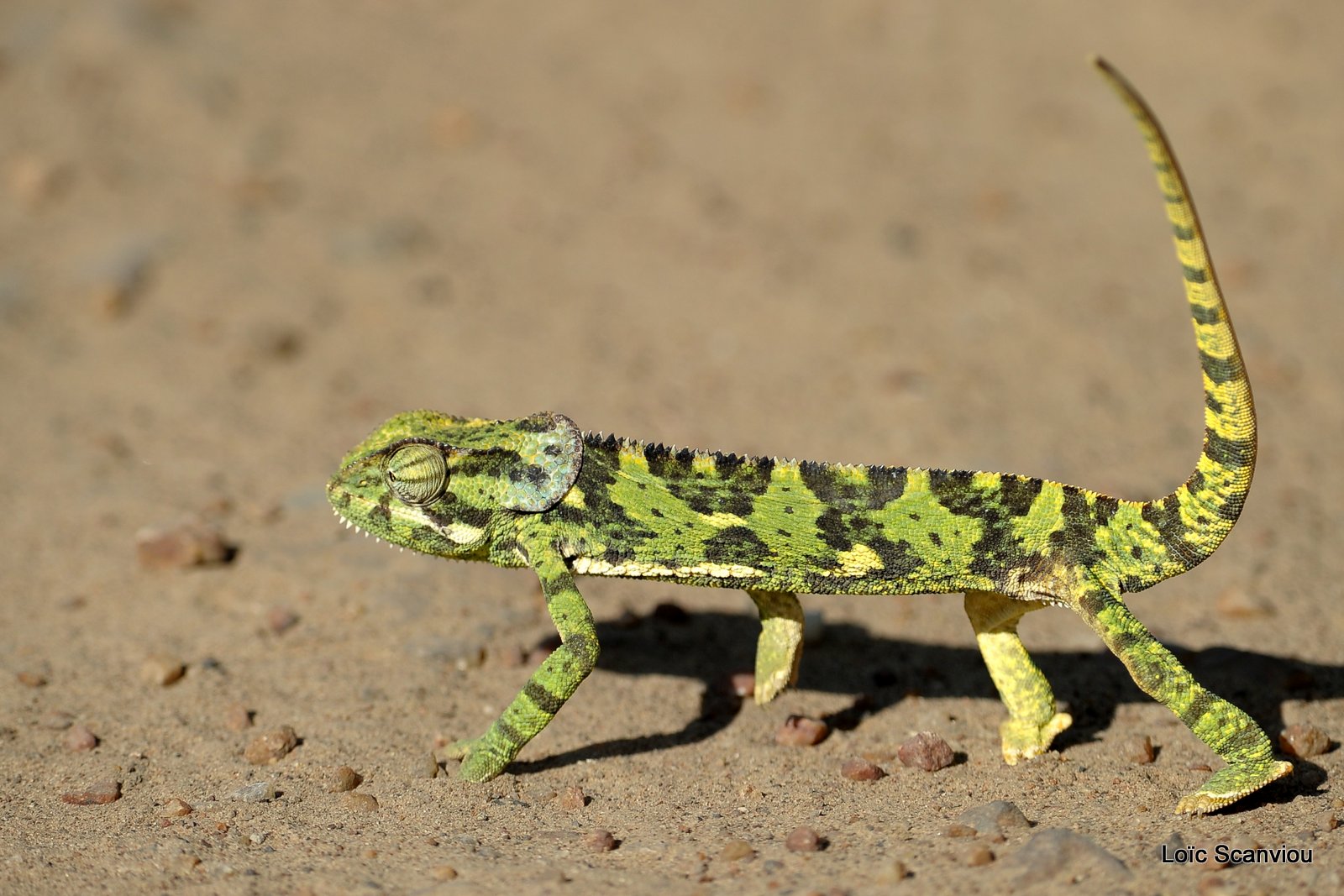 Caméléon Dilepsis (1)