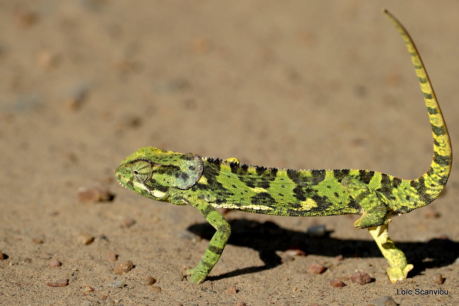 Caméléon Dilepsis (2)
