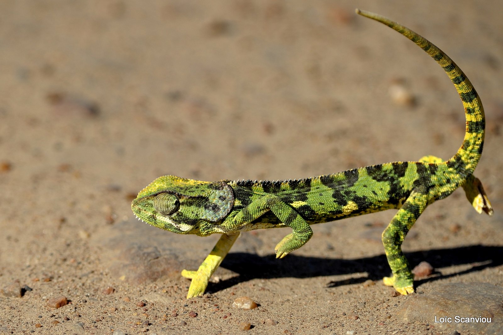 Caméléon Dilepsis (3)