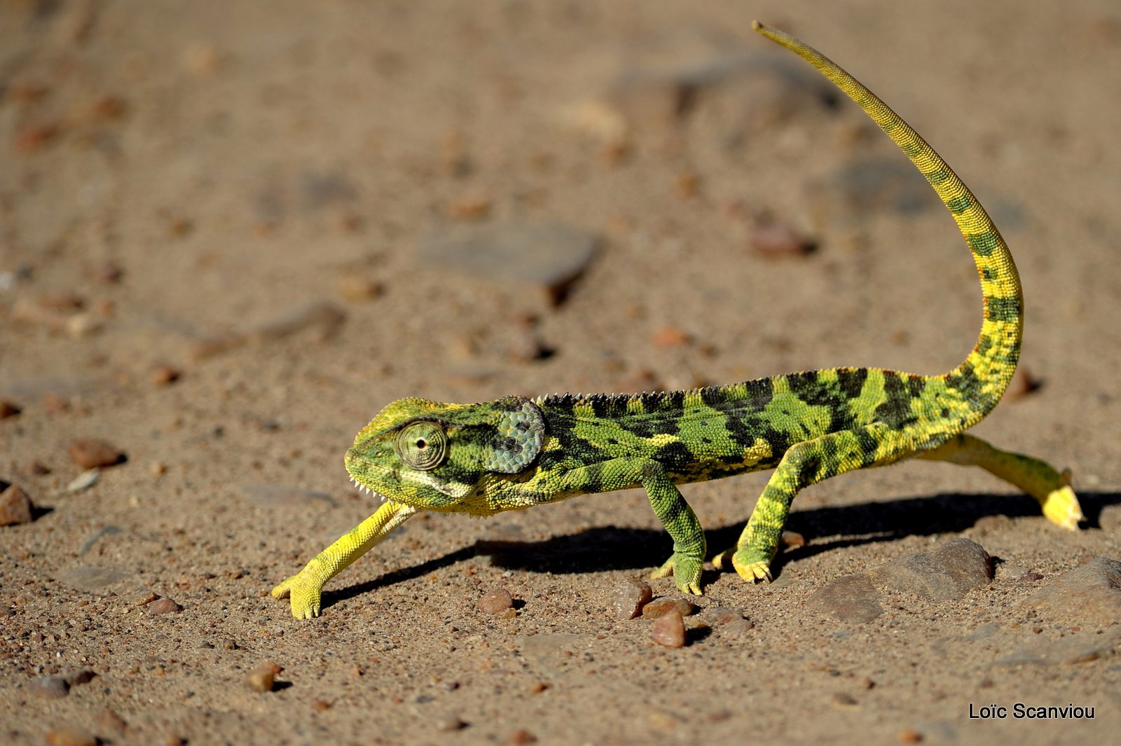Caméléon Dilepsis (5)