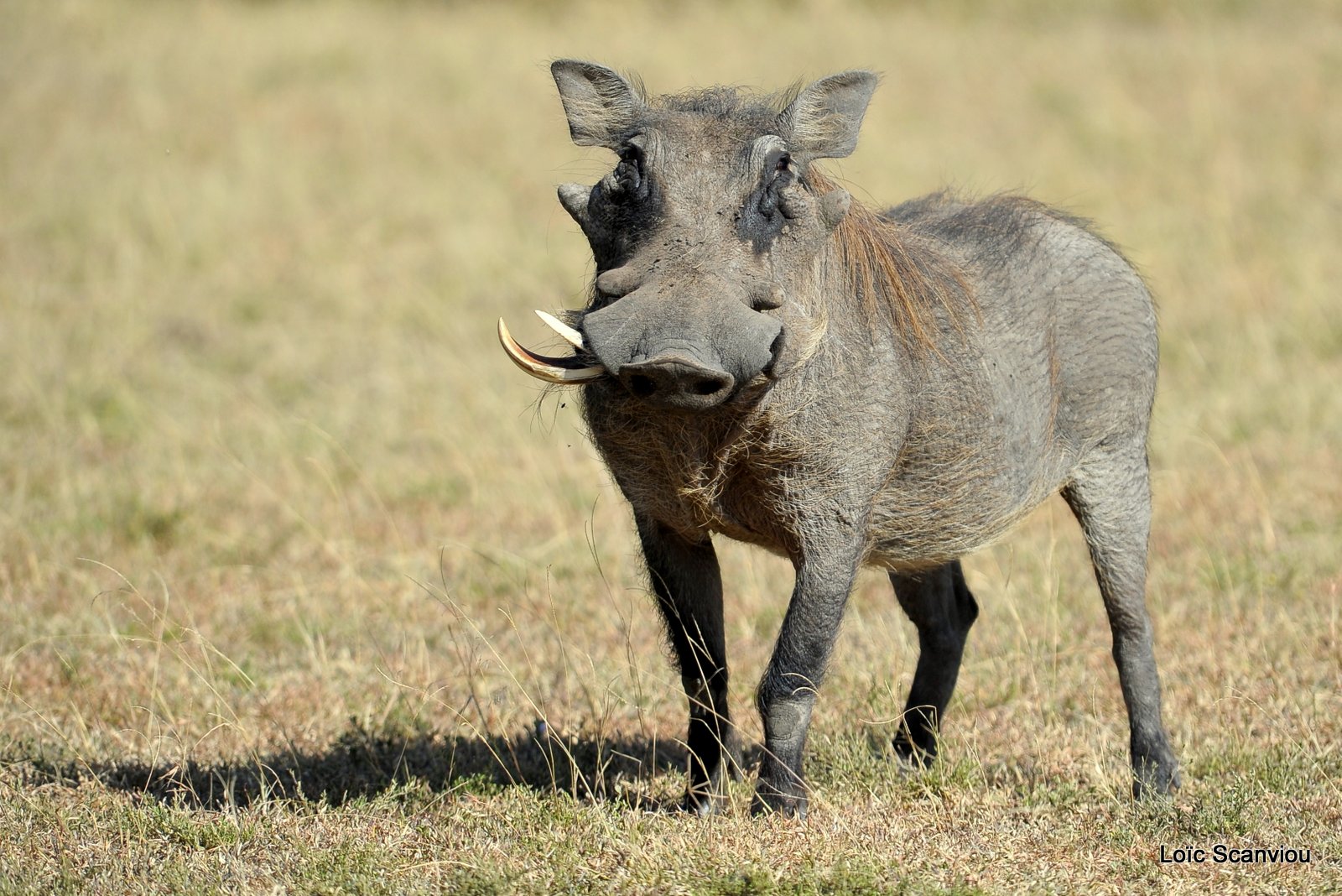 Phacochère/Warthog (1)