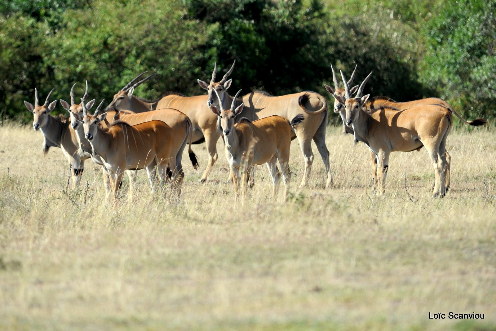 Eland du Cap/Cape Eland (1)