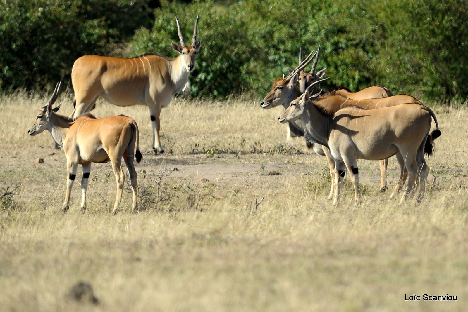Eland du Cap/Cape Eland (2)