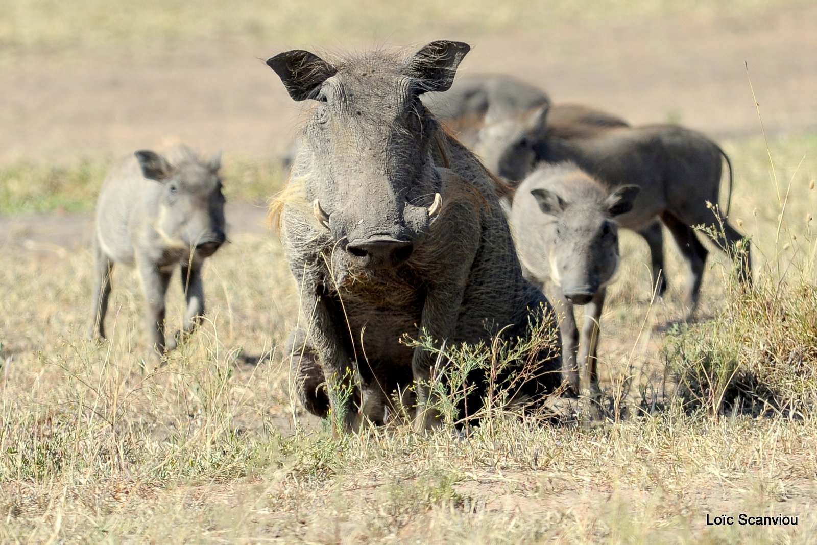 Phacochère/Warthog (2)