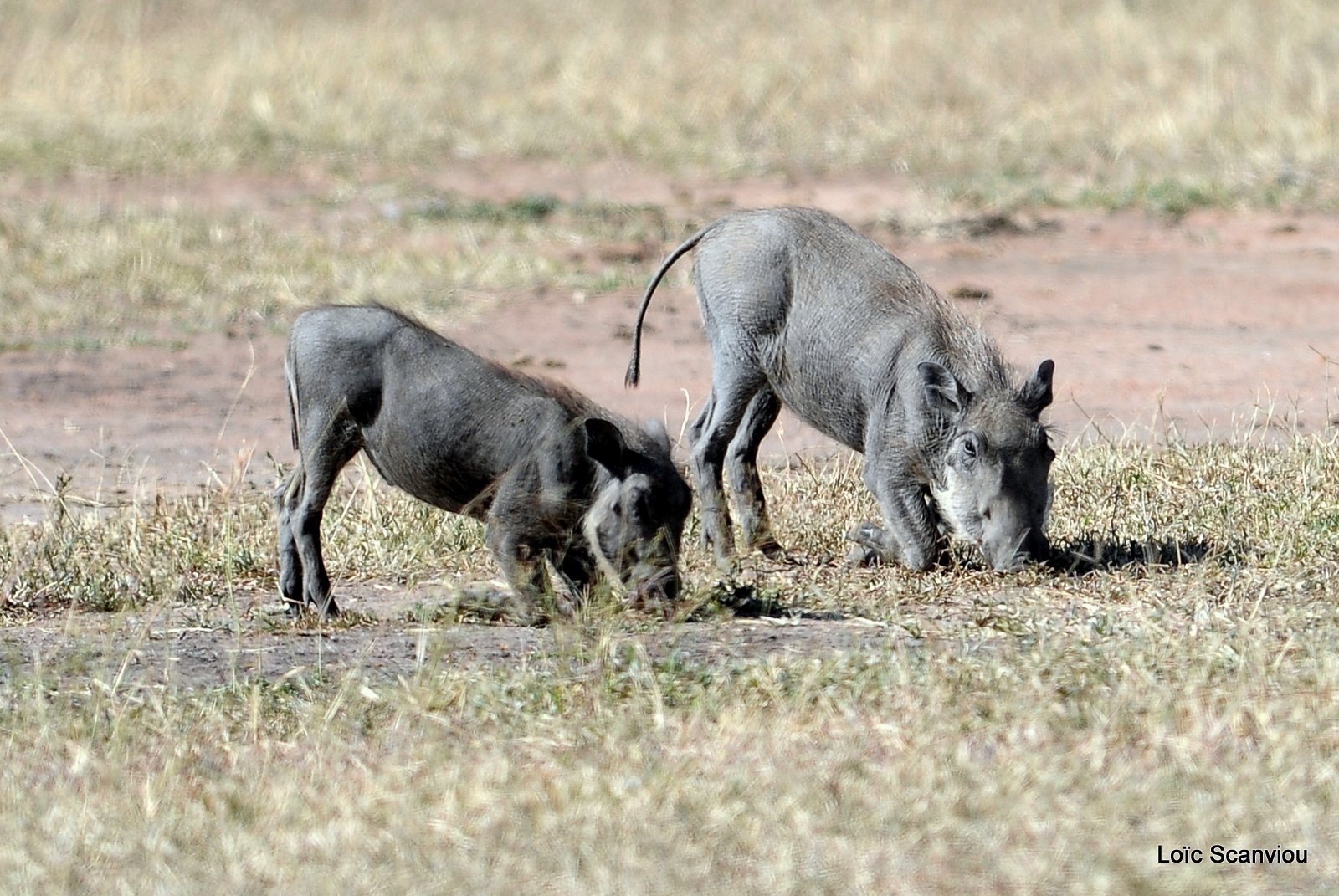 Phacochère/Warthog (3)