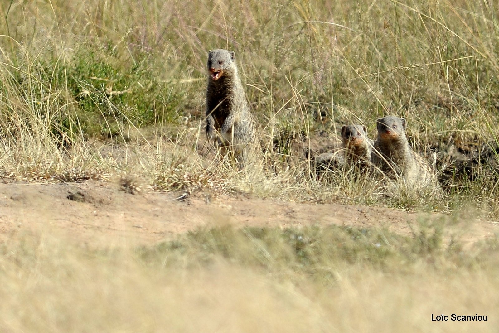 Mangouste/Mongoose (1)