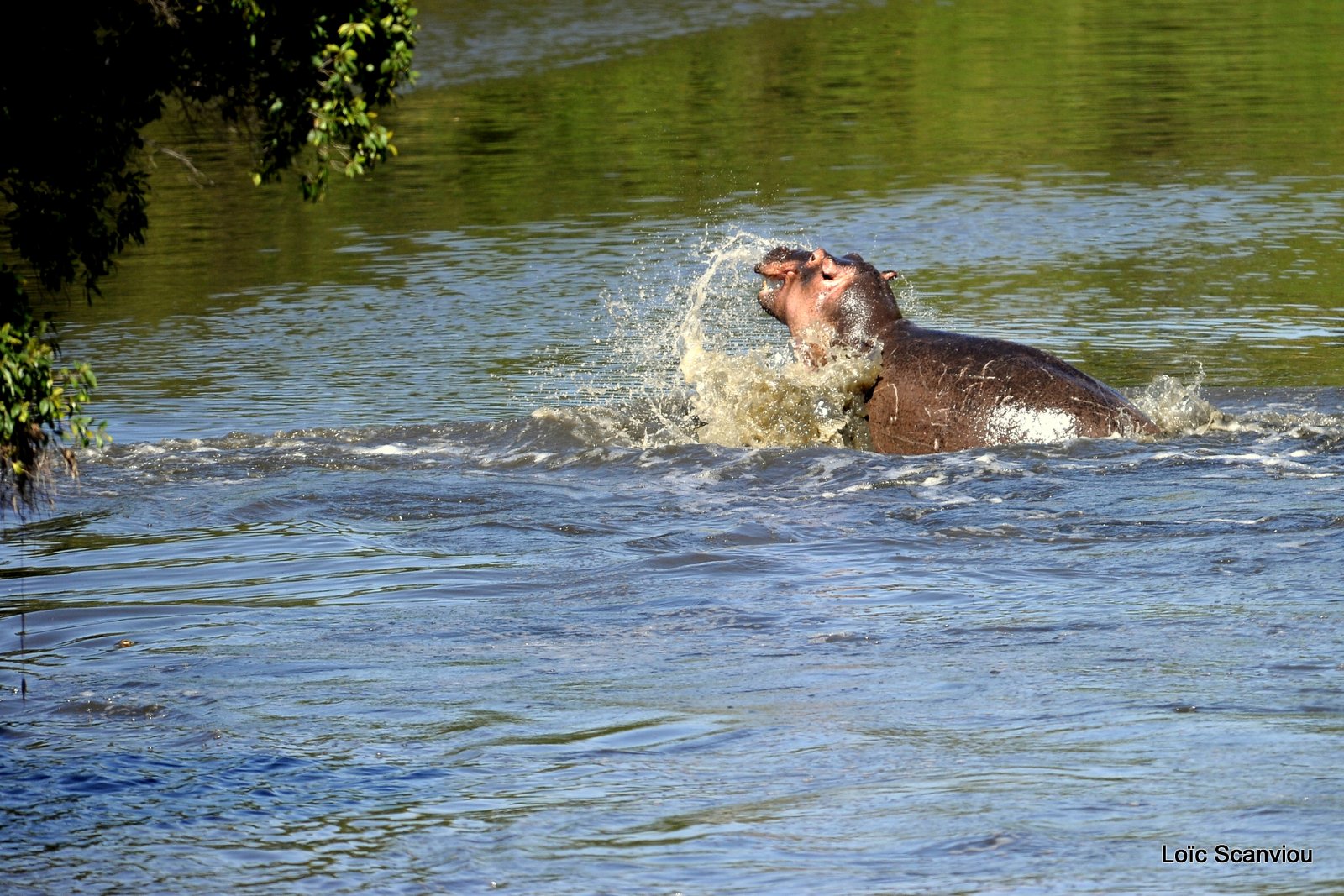 Hippopotame/Hippopotamus (12)