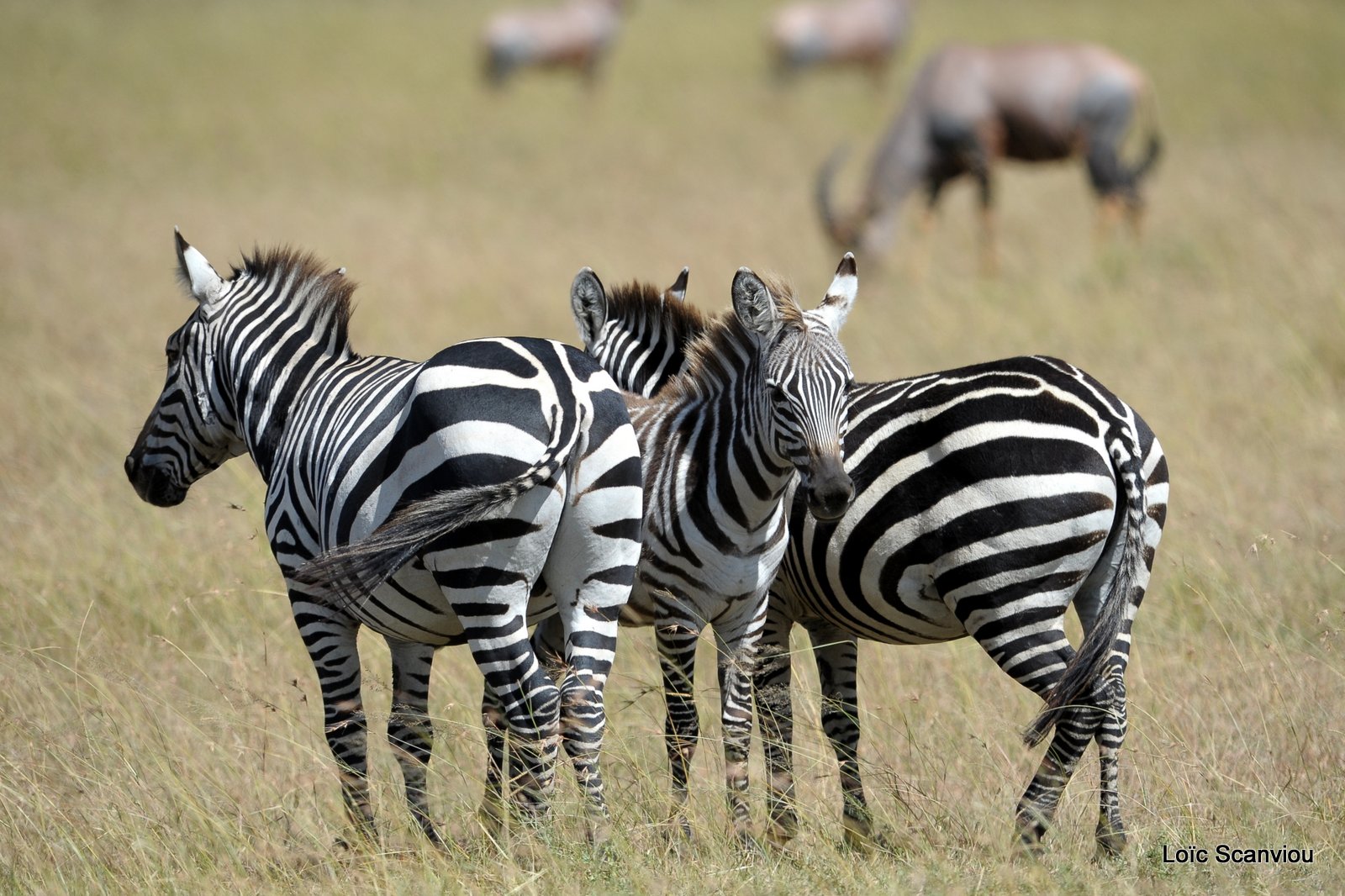 Zèbre/Zebra (2)
