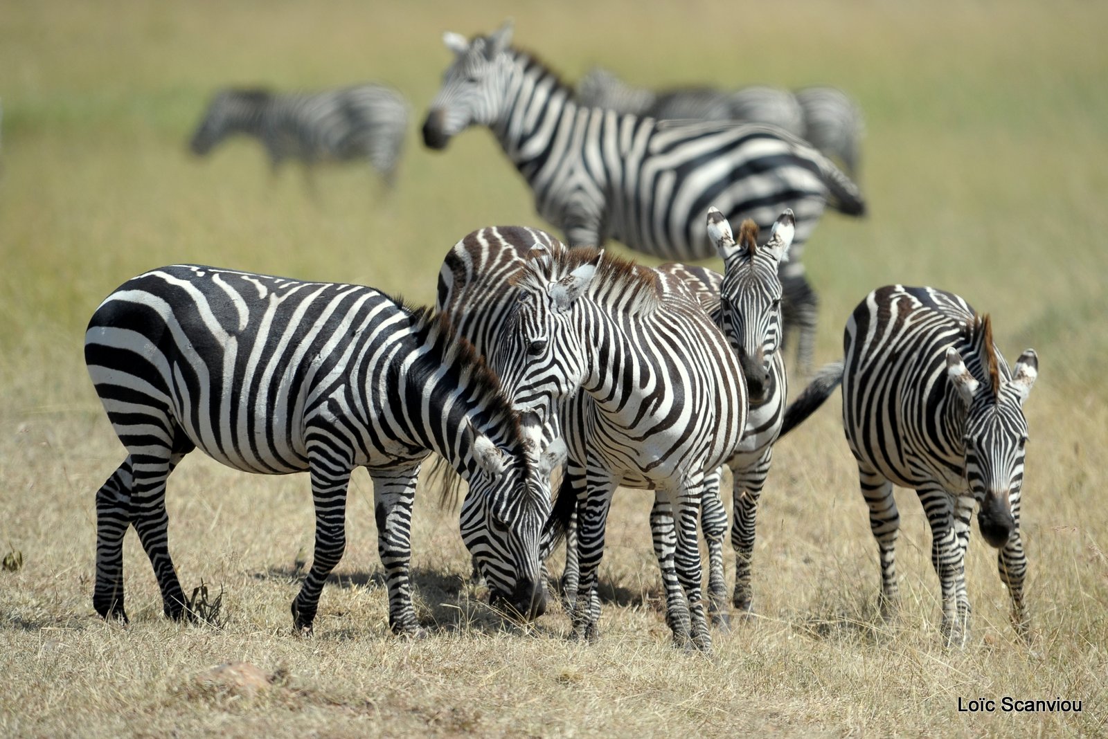Zèbre/Zebra (3)