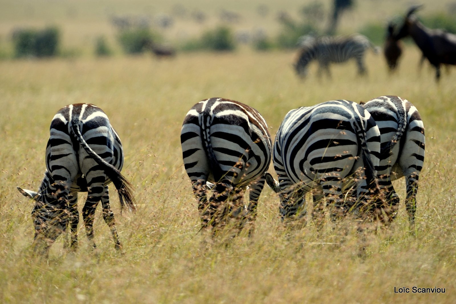 Zèbre/Zebra (4)