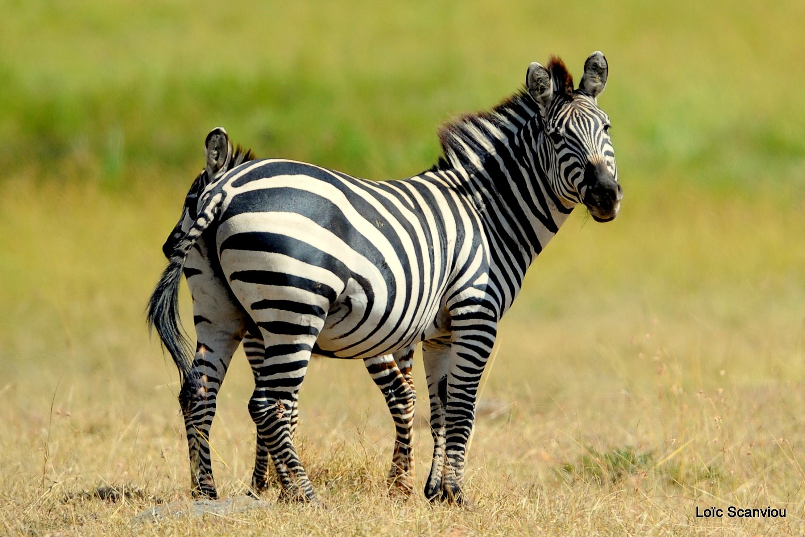 Zèbre/Zebra (6)