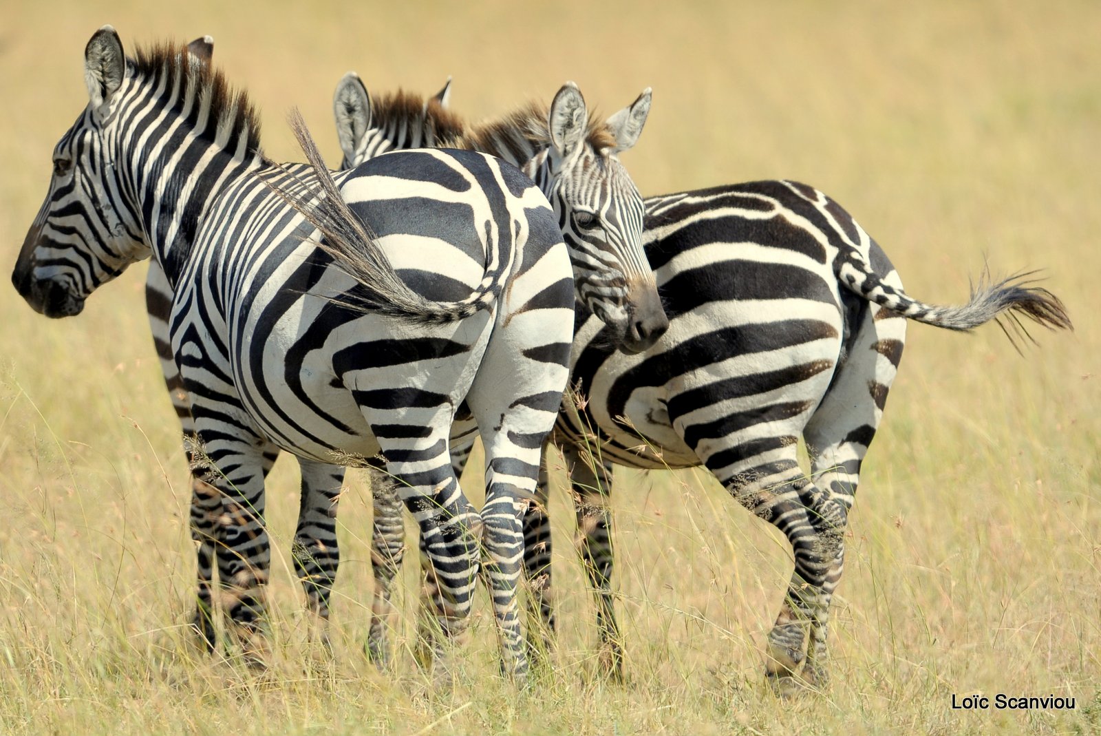 Zèbre/Zebra (7)