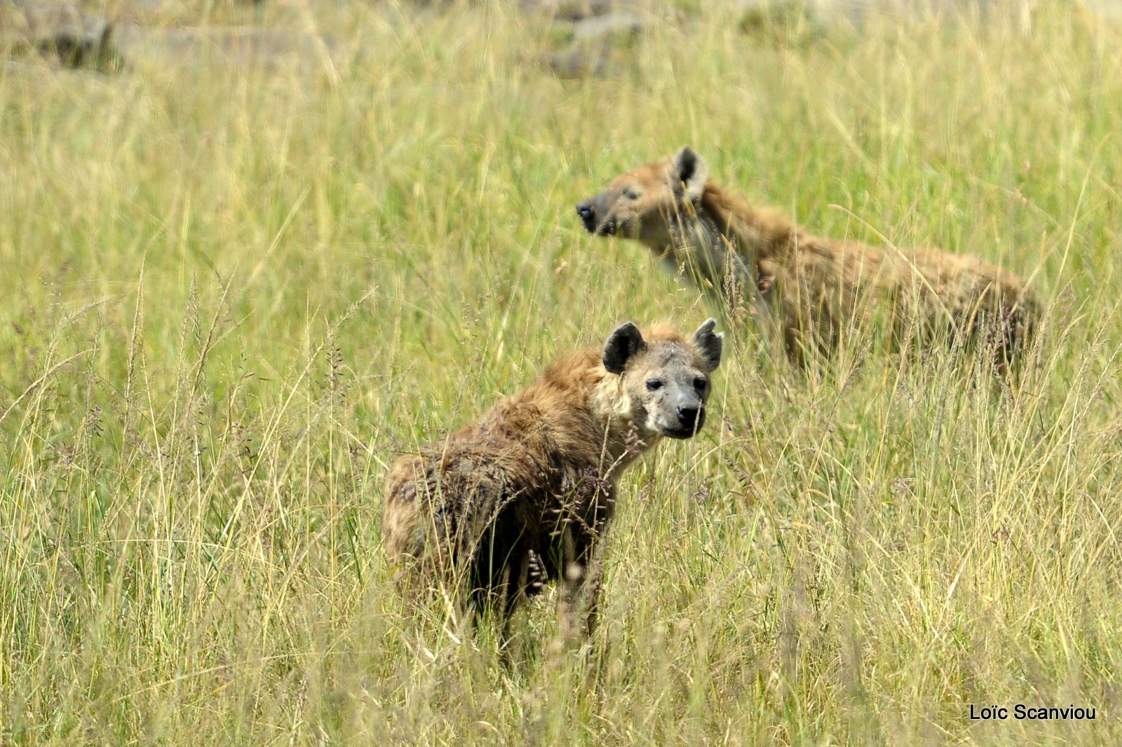 Hyène tachetée/Spotted Hyena (2)