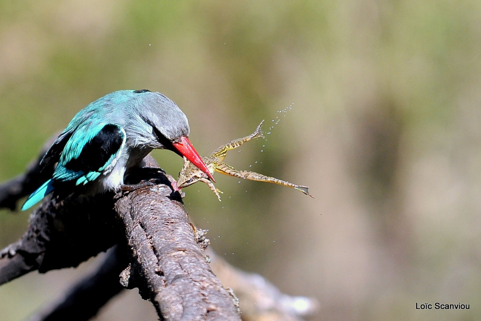 Martin-pêcheur du Sénégal/Woodland Kingfisher (5)