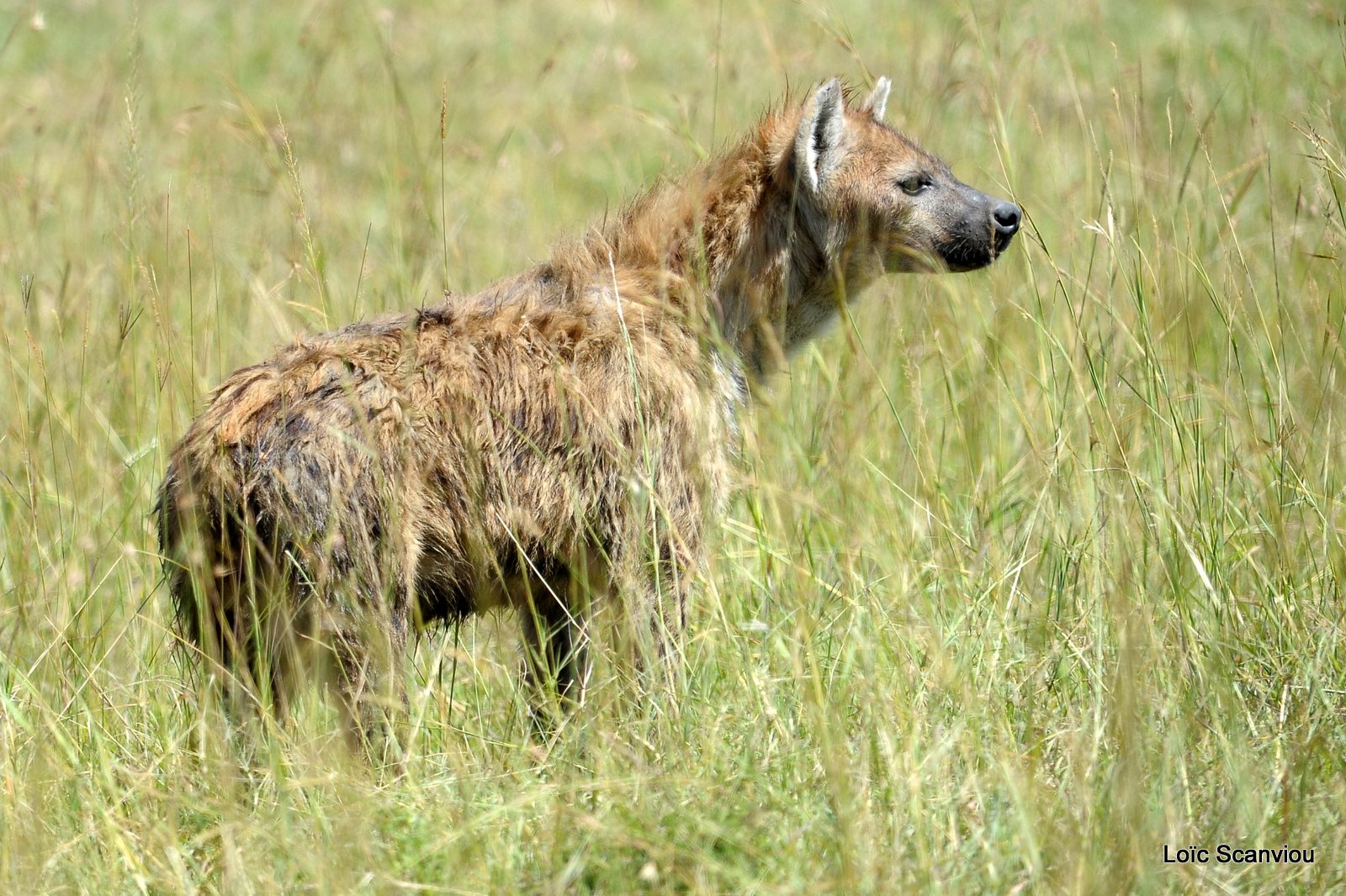 Hyène tachetée/Spotted Hyena (3)