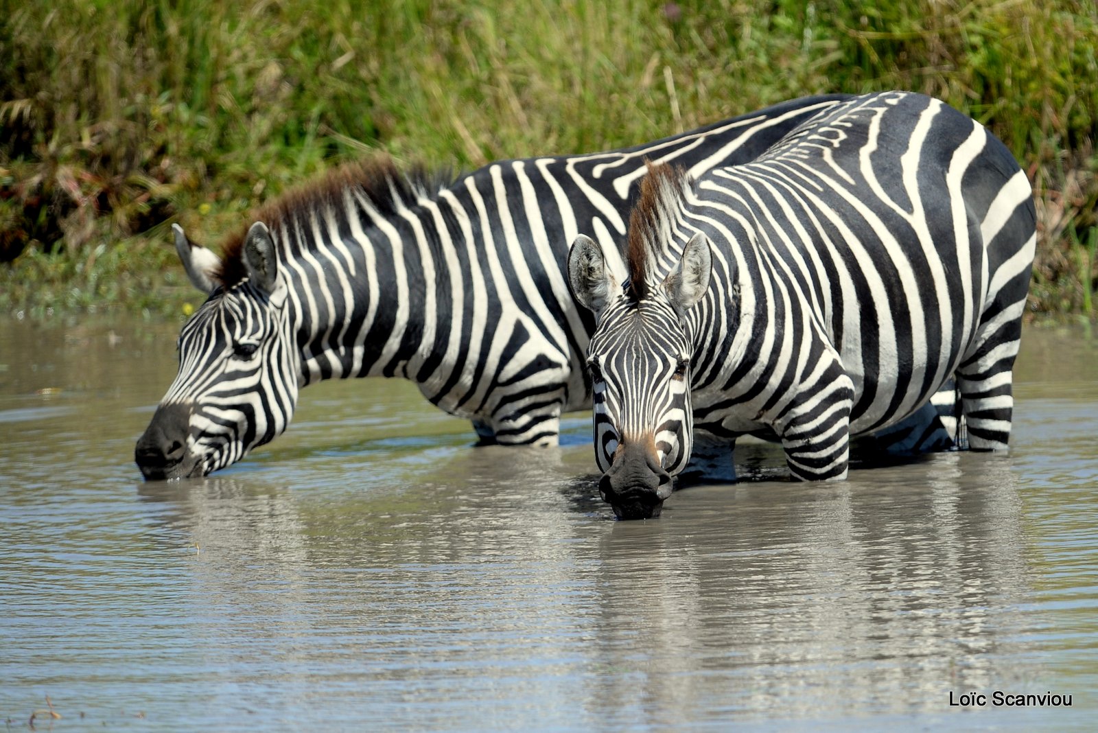 Zèbre/Zebra '8)