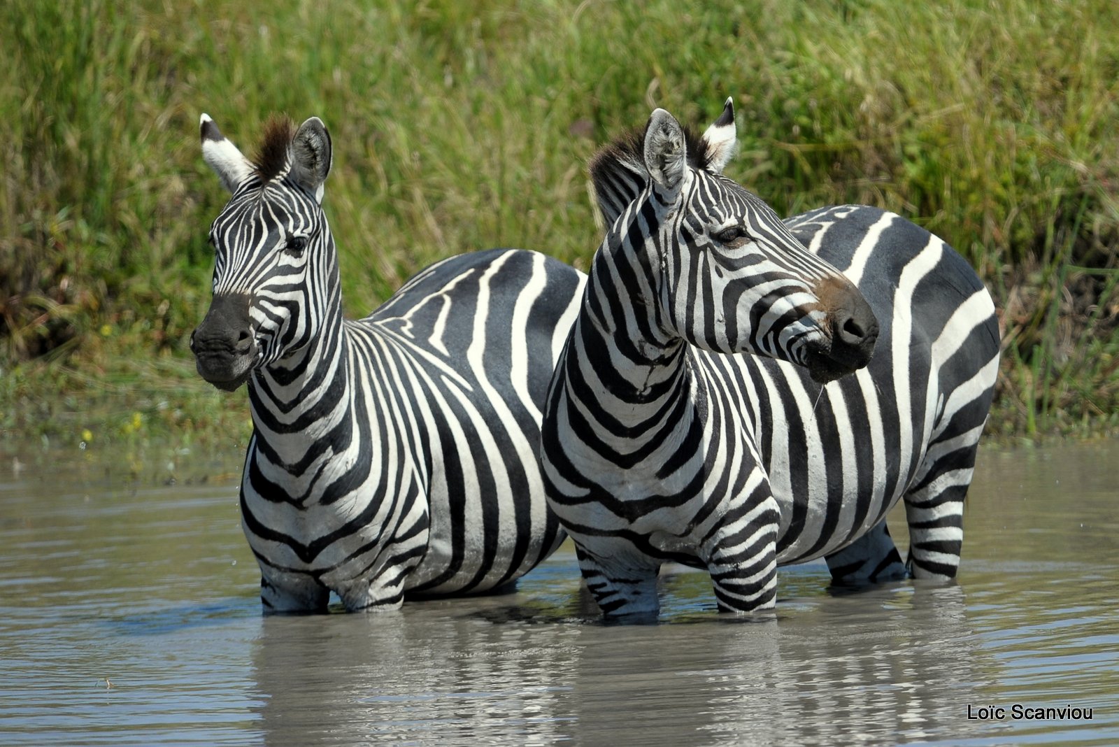 Zèbre/Zebra (9)
