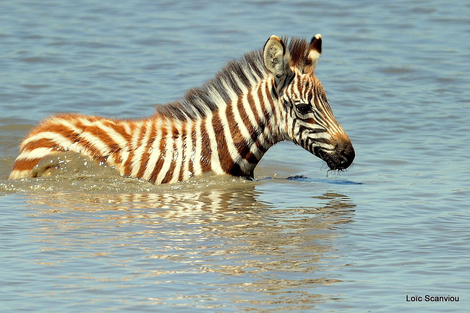 Zèbre/Zebra (10)