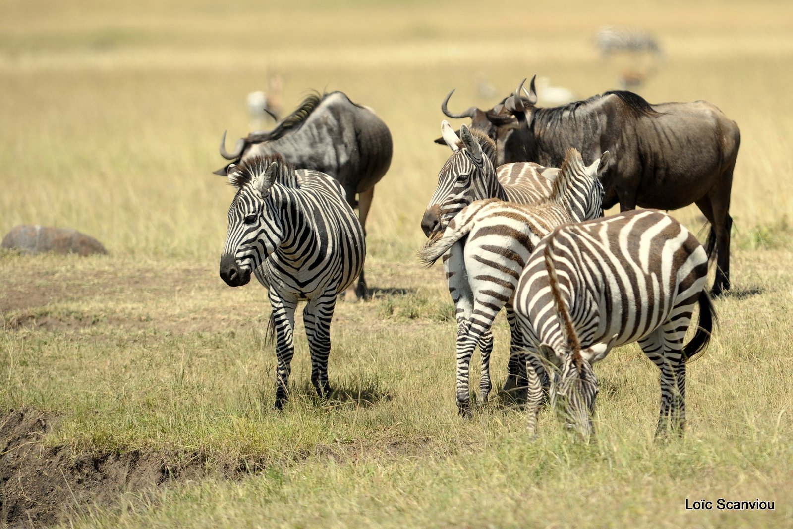 Zèbre/Zebra (11)