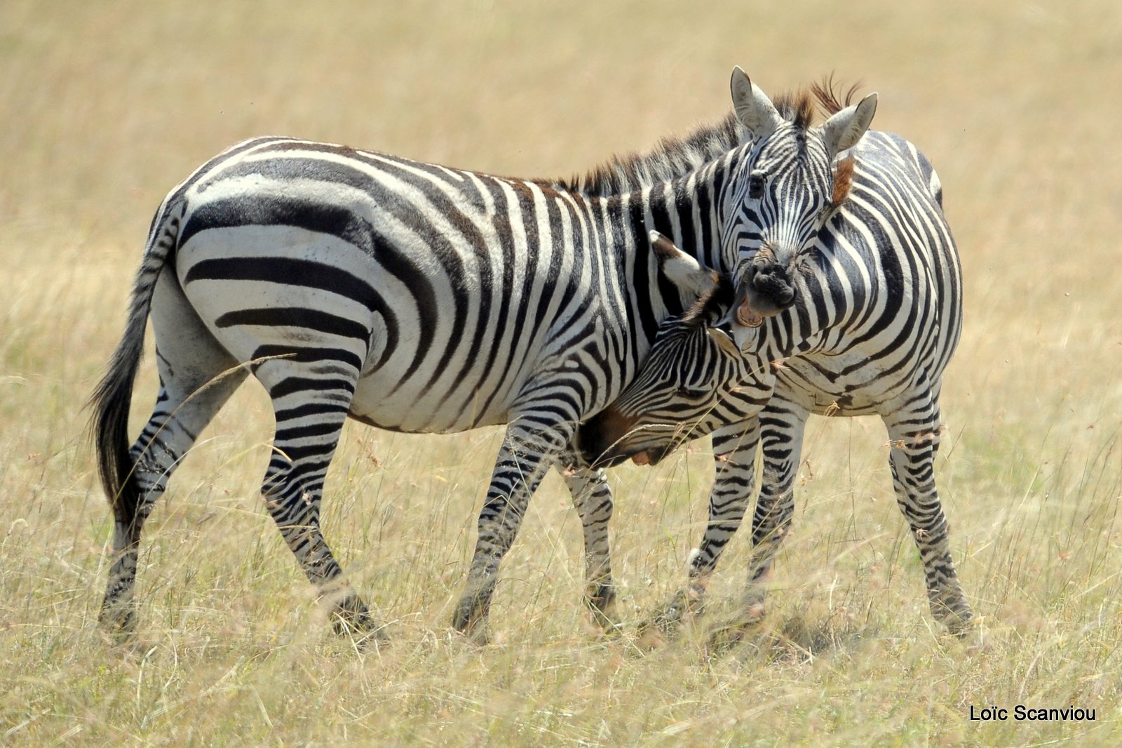 Zèbre/Zebra (12)
