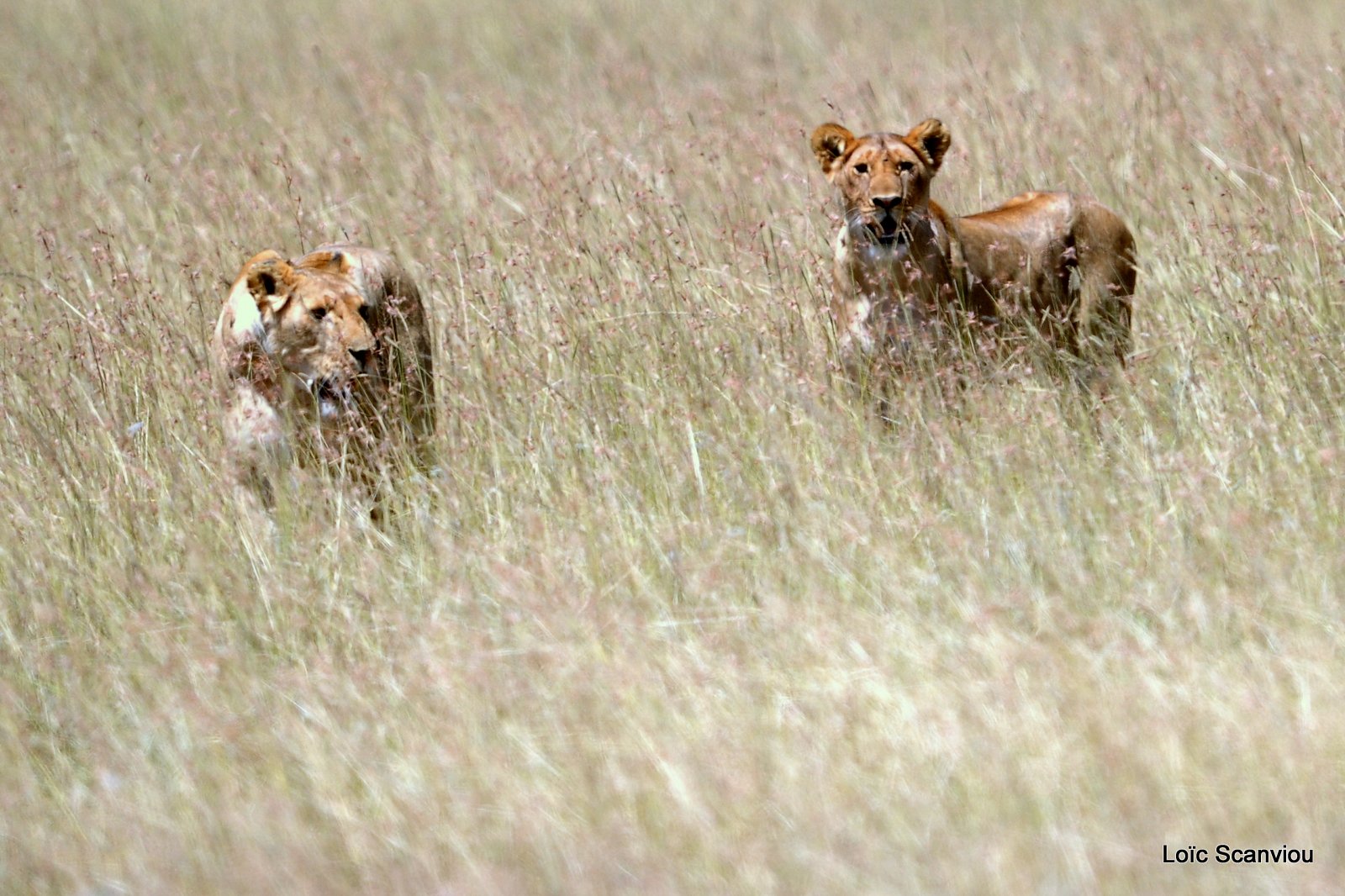 Lion (76)