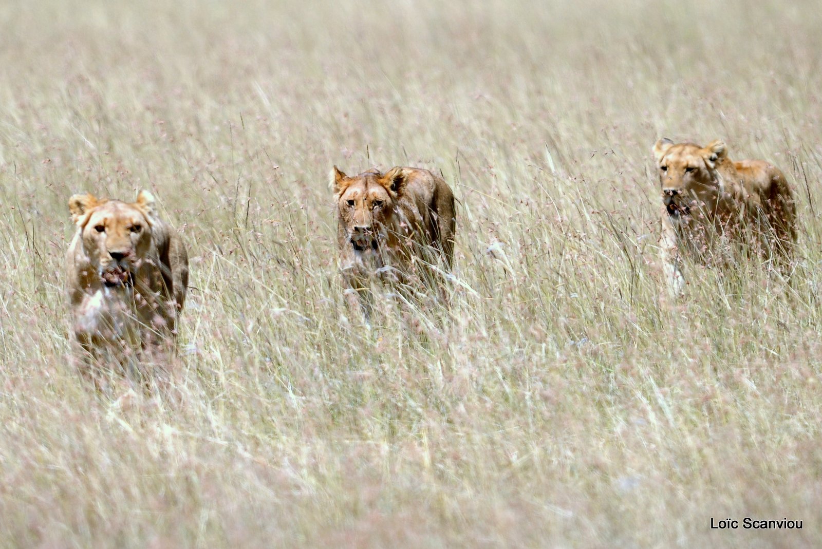 Lion (77)