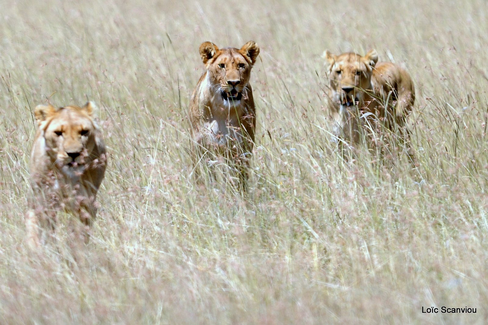 Lion (78)
