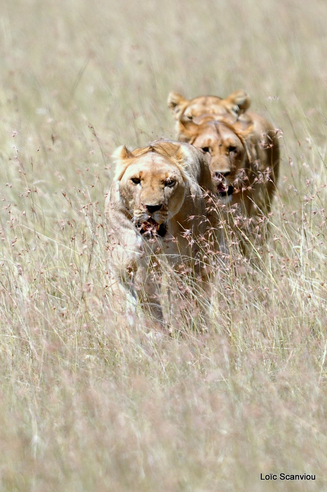 Lion (79)