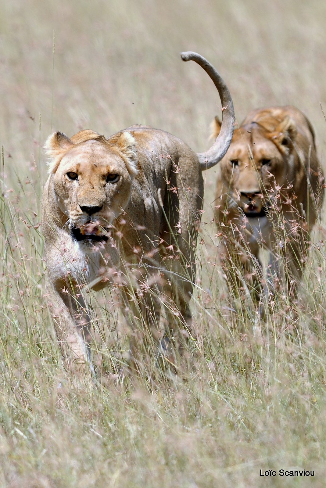 Lion (81)
