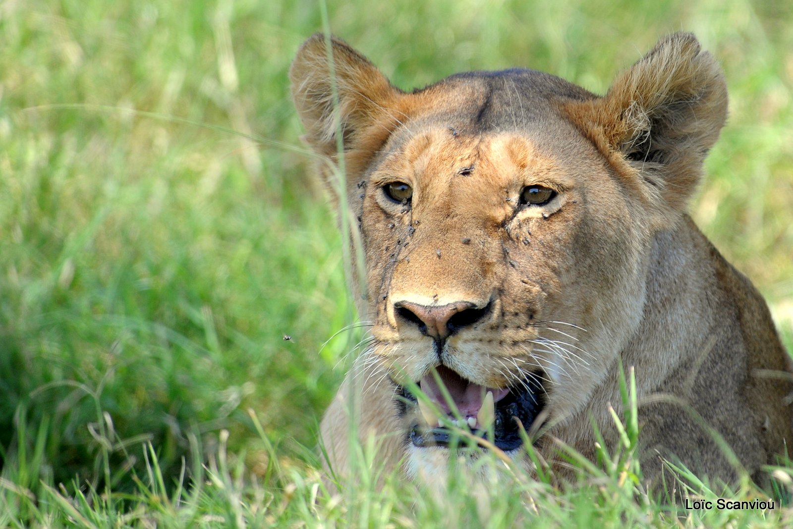 Lion (82)