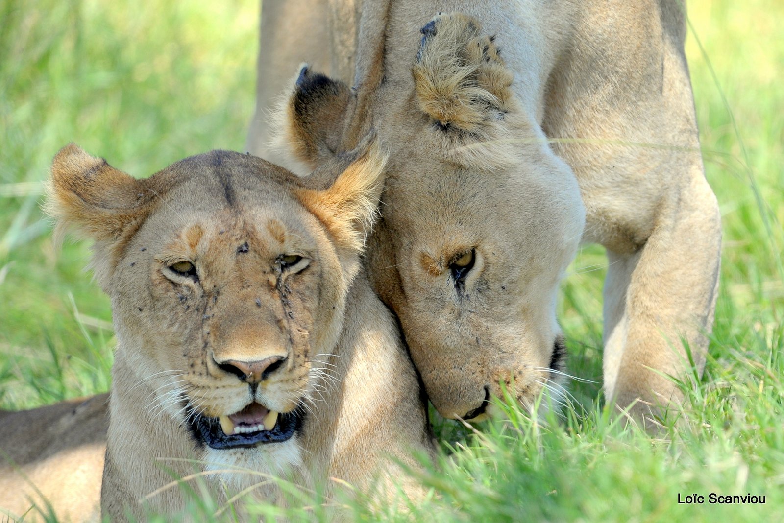 Lion (83)