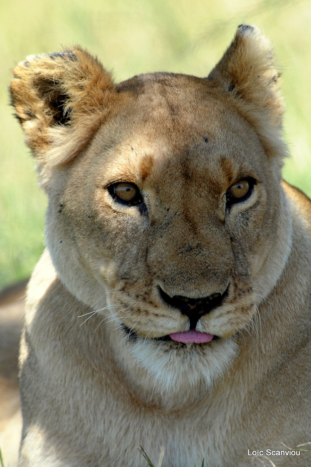 Lion (84)