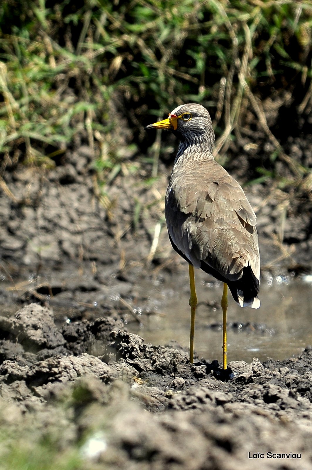 Vanneau du Sénégal/African Wattled Lapwing (1)