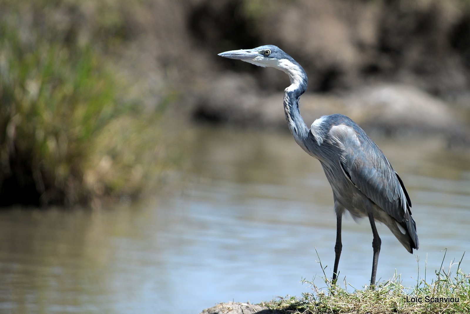 Héron cendré/Grey-headed Heron (1)