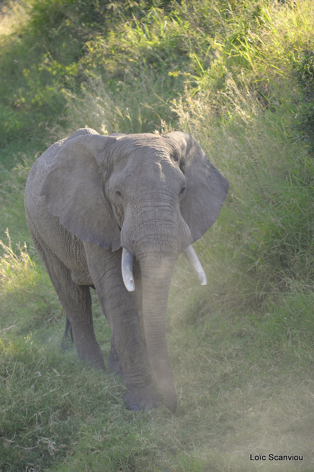 Elephant (14)