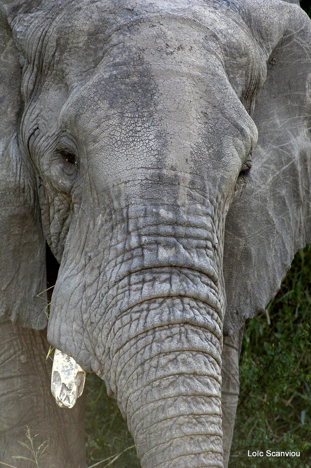 Eléphant (7)