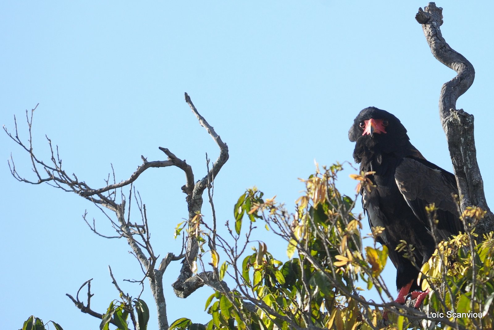 Aigle bateleur/Bateleur Eagle (6)