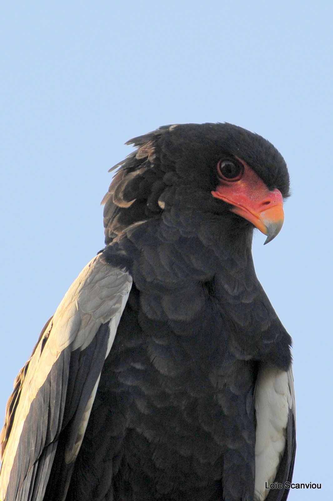 Aigle bateleur/Bateleur Eagle (7)
