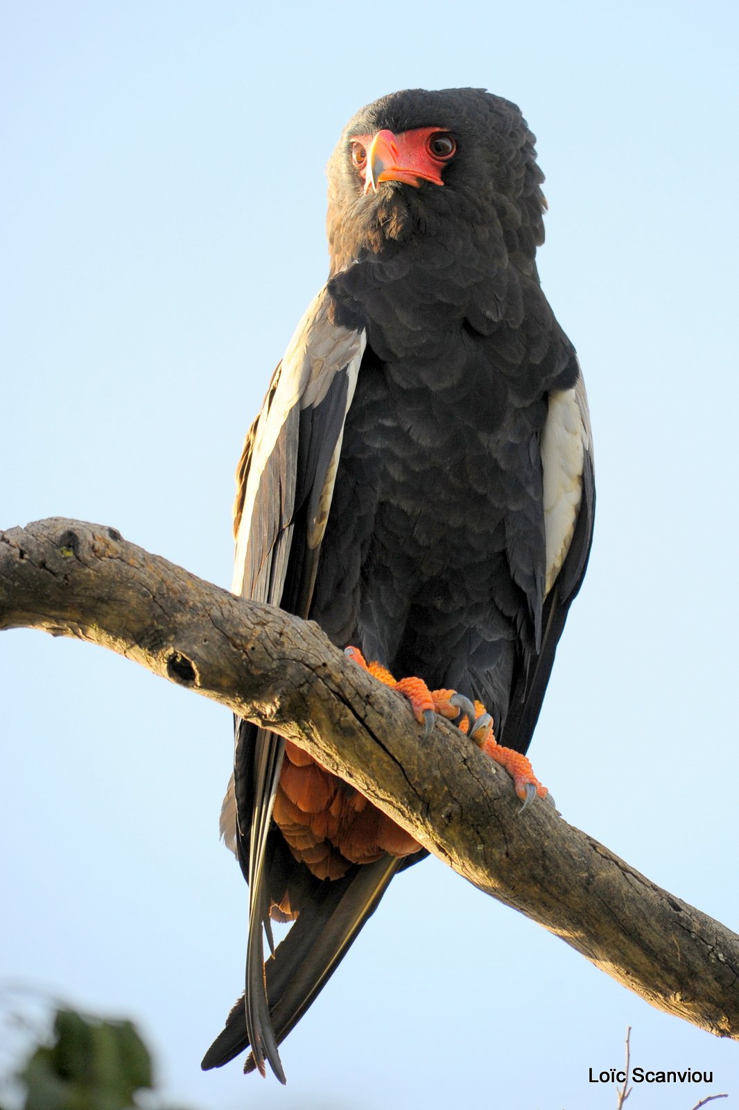 Aigle bateleur/Bateleur Eagle (8)