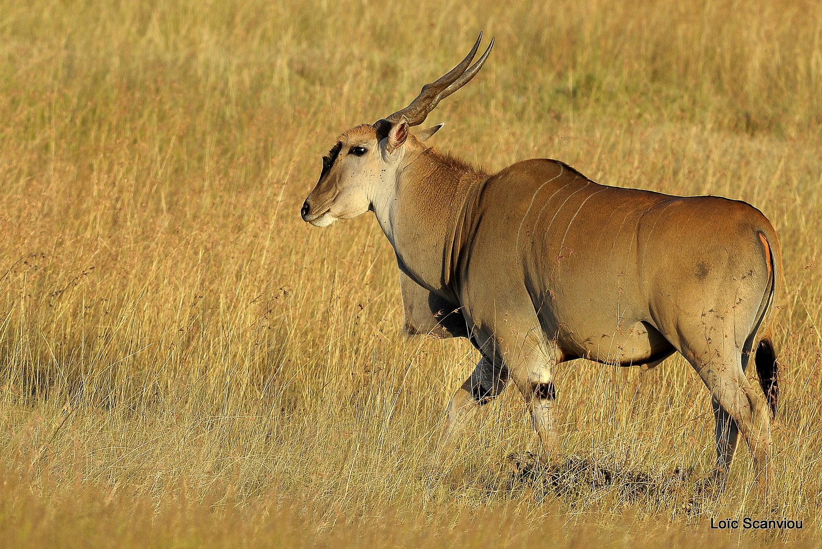 Eland du Cap/Cape Eland (3)