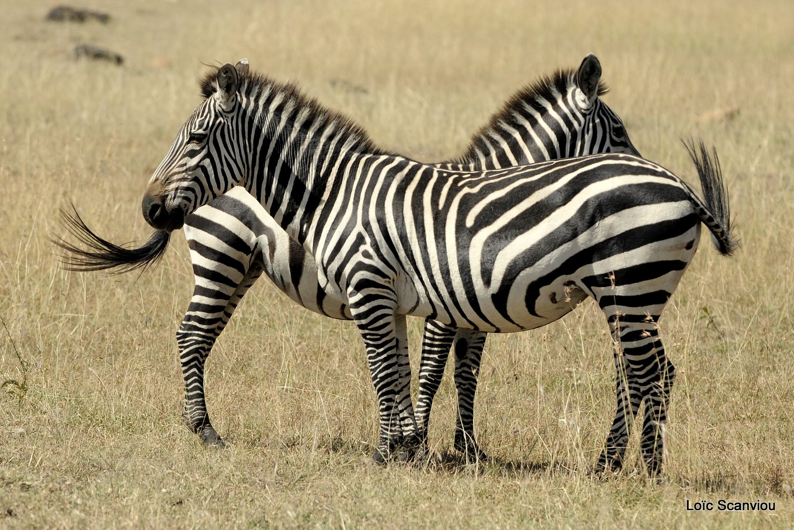Zèbre/Zebra (13)