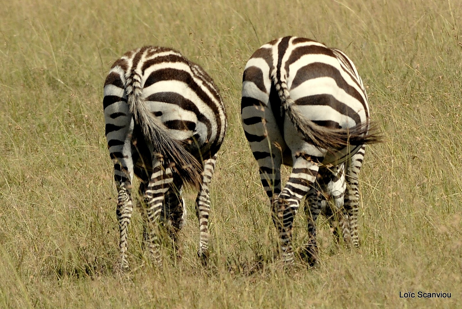 Zèbre/Zebra (14)
